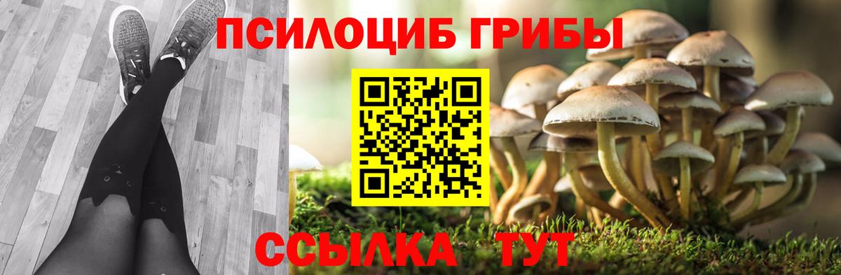 Галлюциногенные грибы Psilocybine cubensis  Вход с VPN  Россия  Псилоцибиновые грибы MAGIC MUSHROOMS 